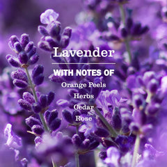 Lavender Plug In Scented Oil Refill, 4-Pack