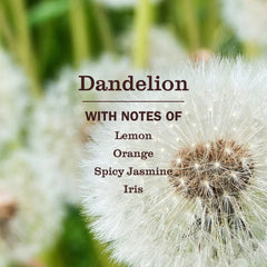 Dandelion Plug In Scented Oil Refill, 2-Pack