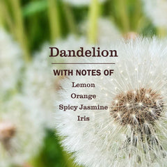 Dandelion Dish Soap 3-count Bundle